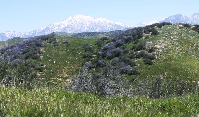 View of the snow covered San Bernardino Peak from Crafton Hills